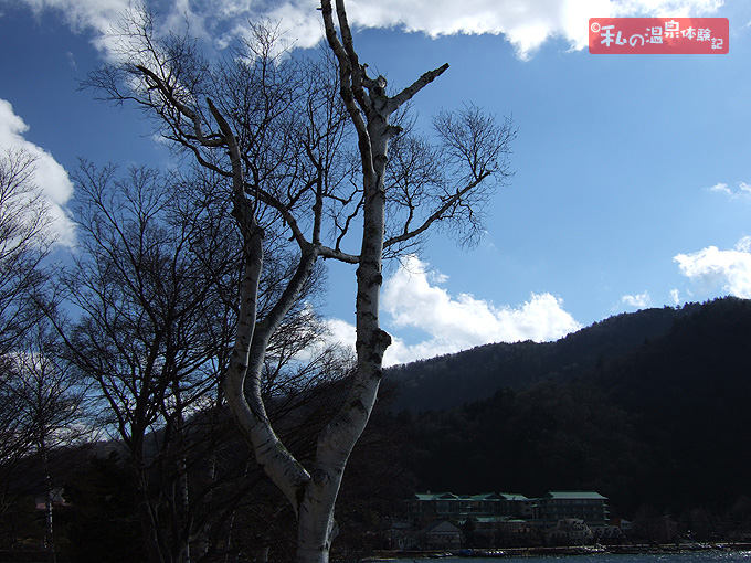 日光　中禅寺湖湖畔の白樺の写真