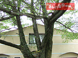 開耶　桜の木